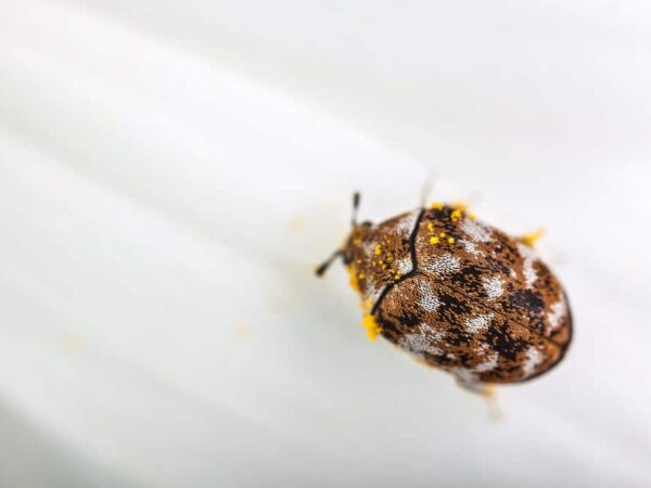 Do Carpet Beetles Bite? (by Types)