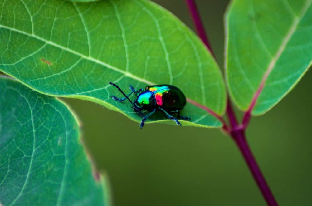 Dogbane leaf beetles