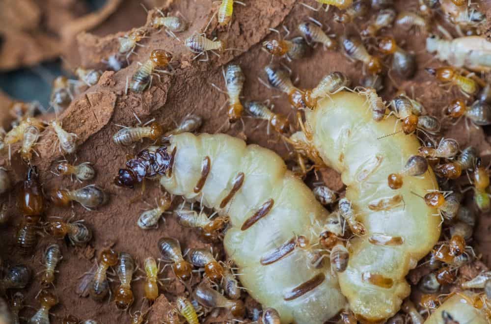 Duties and Roles in Termite Colonies