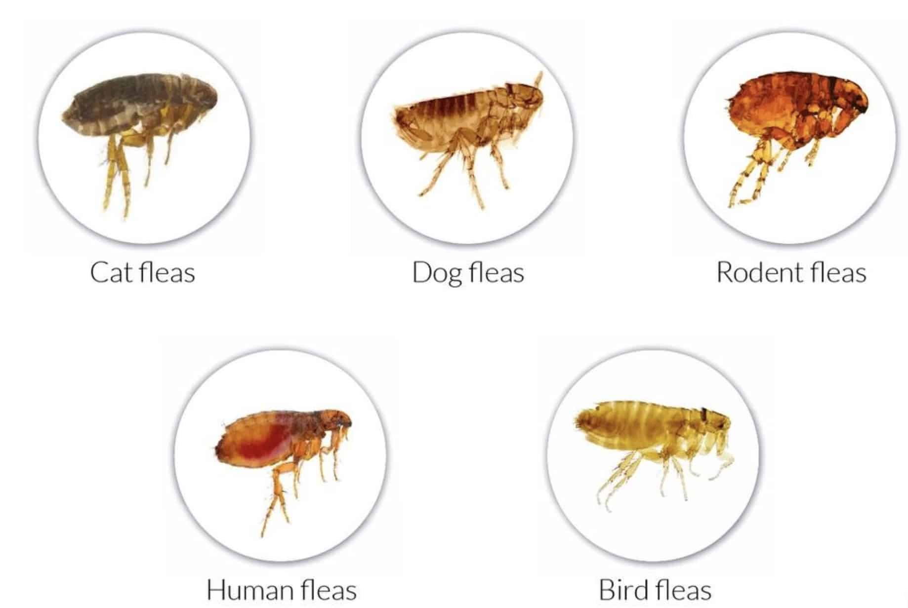 Flea Types Possibly Present In Your Bed