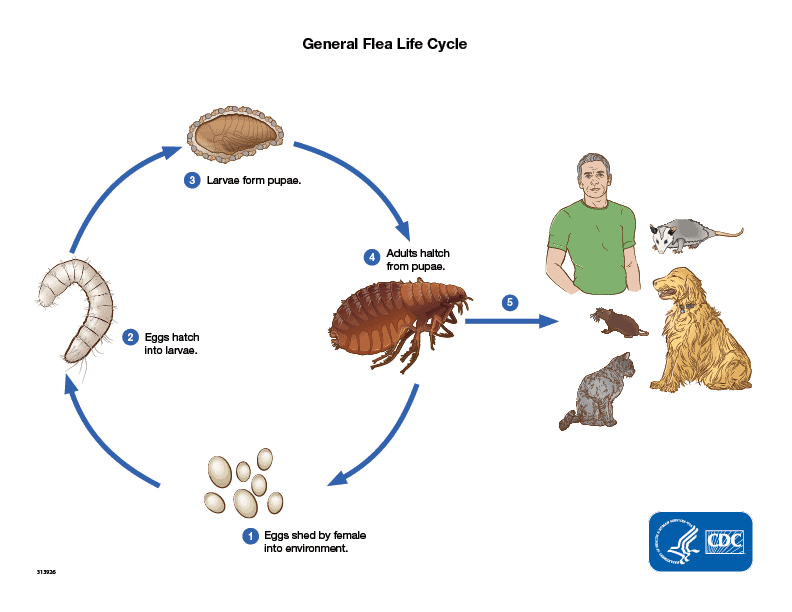 Fleas and the flea lifecycle