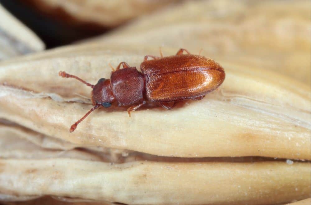 Foreign grain beetles (Plaster house bugs)