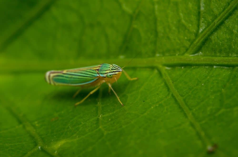 Green leafhoppers
