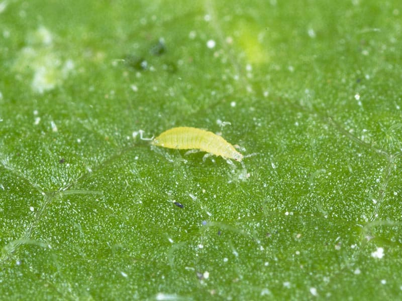 Green thrips