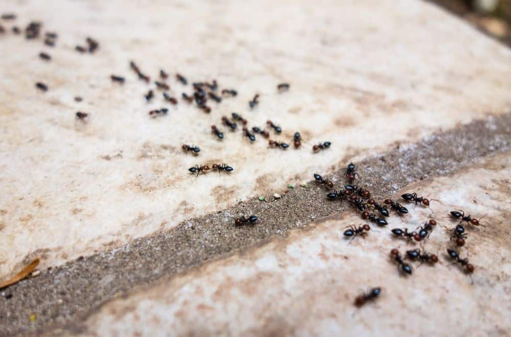 How Long Can Ants Hold Their Breath? (Can Them Live in Water?)