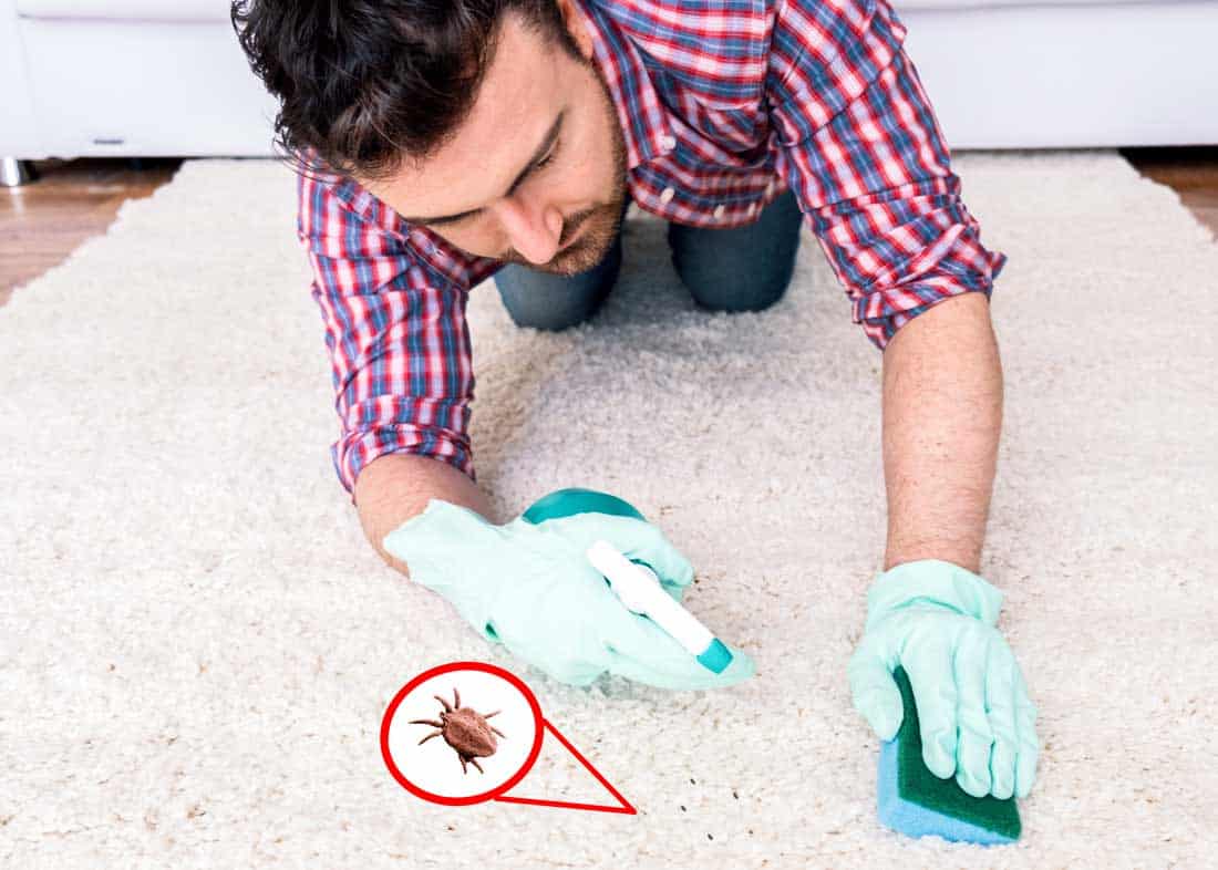How To Get Rid of Chiggers In The House