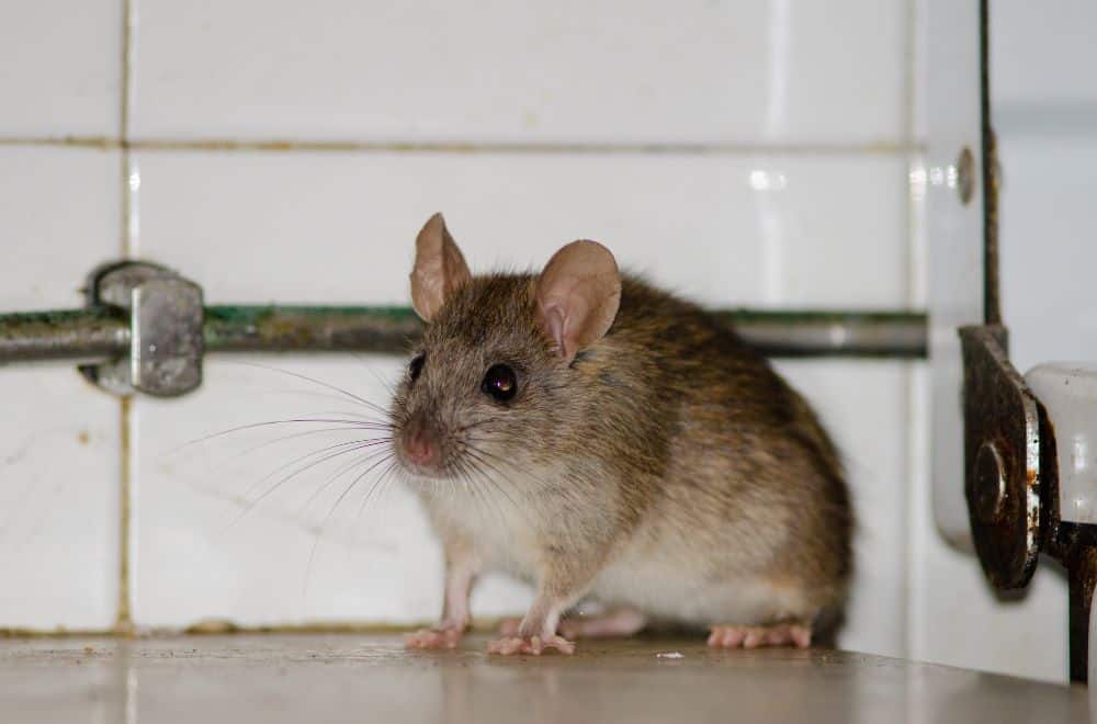 How To Keep Rats Out Of Your House