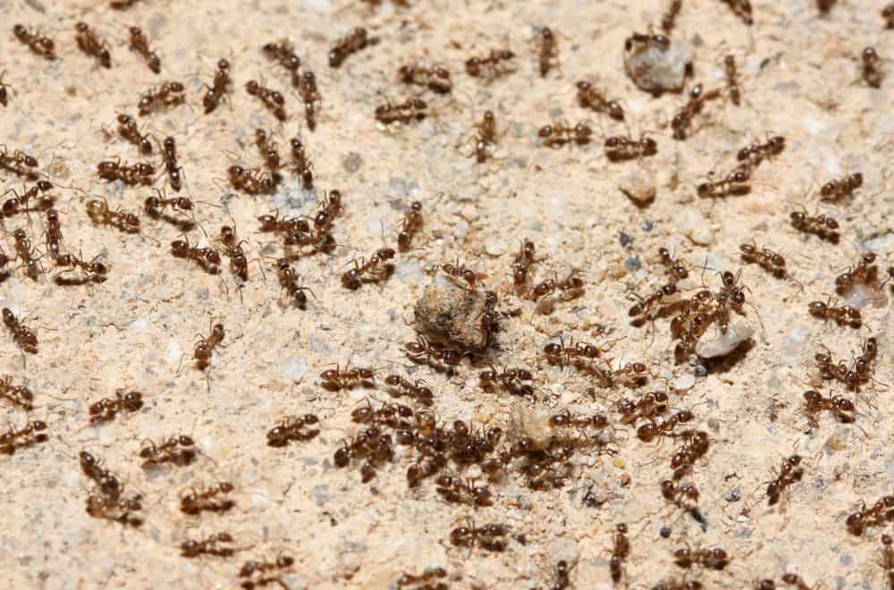 How do ants and other insects breathe