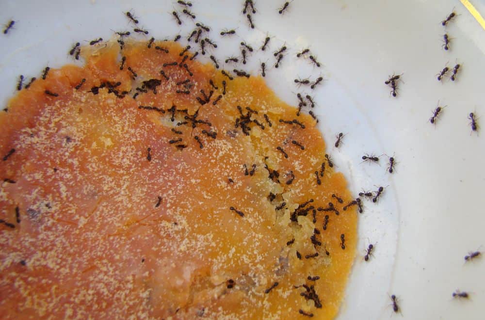How do ants deal with water and floods