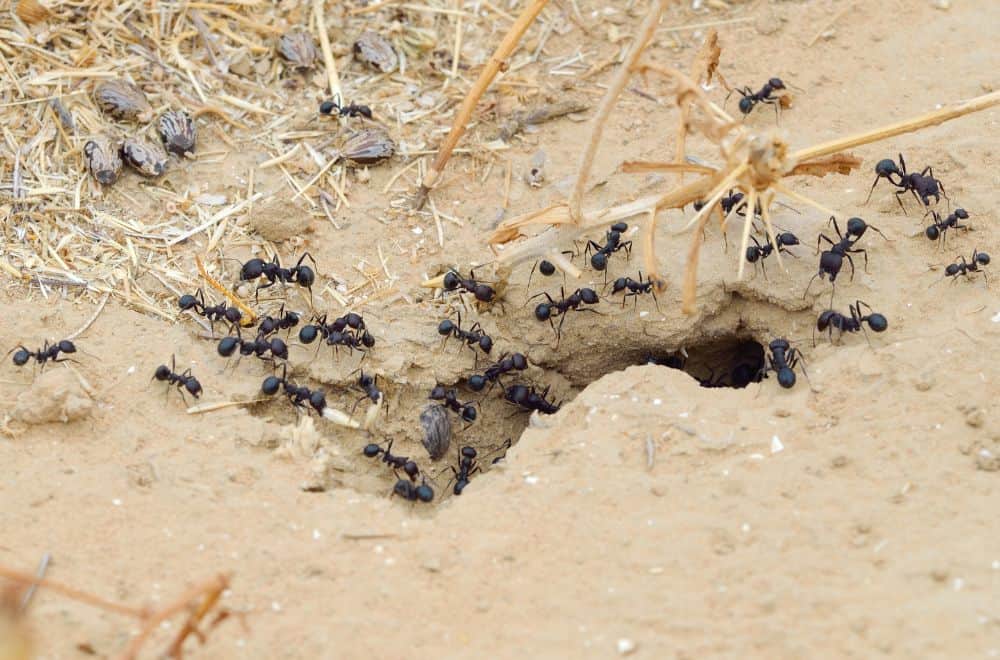 How does ant society work