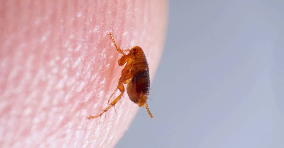 How long do adult fleas live