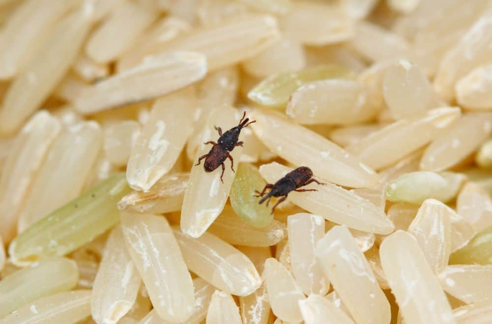 How to Get Rid of Rice Weevils? (Identify, Lifecycle & Control)