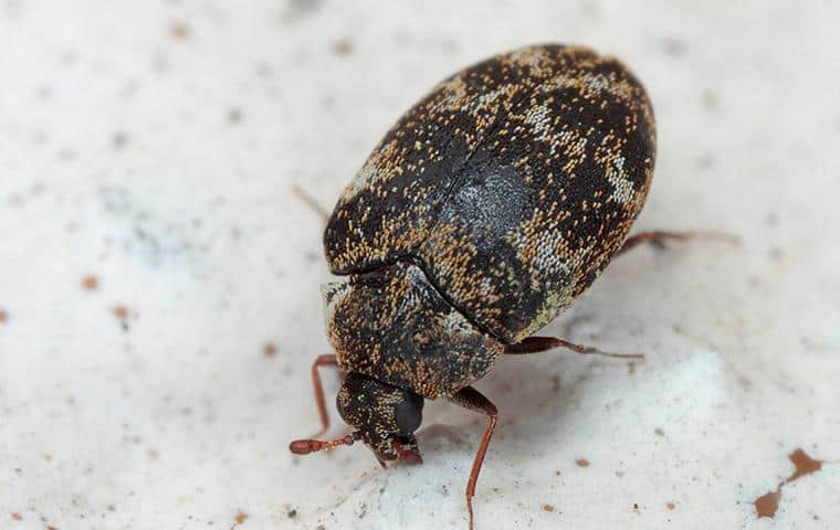 How to Identify Carpet Beetles