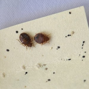 Identifying bed bugs