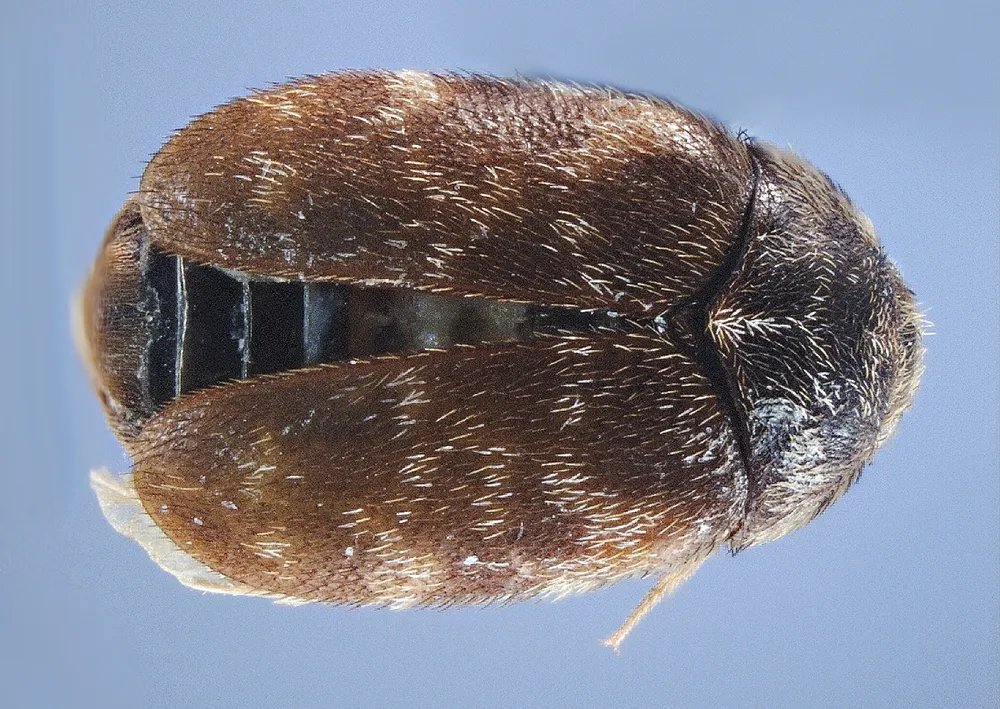 Khapra beetles (Cabinet beetles)