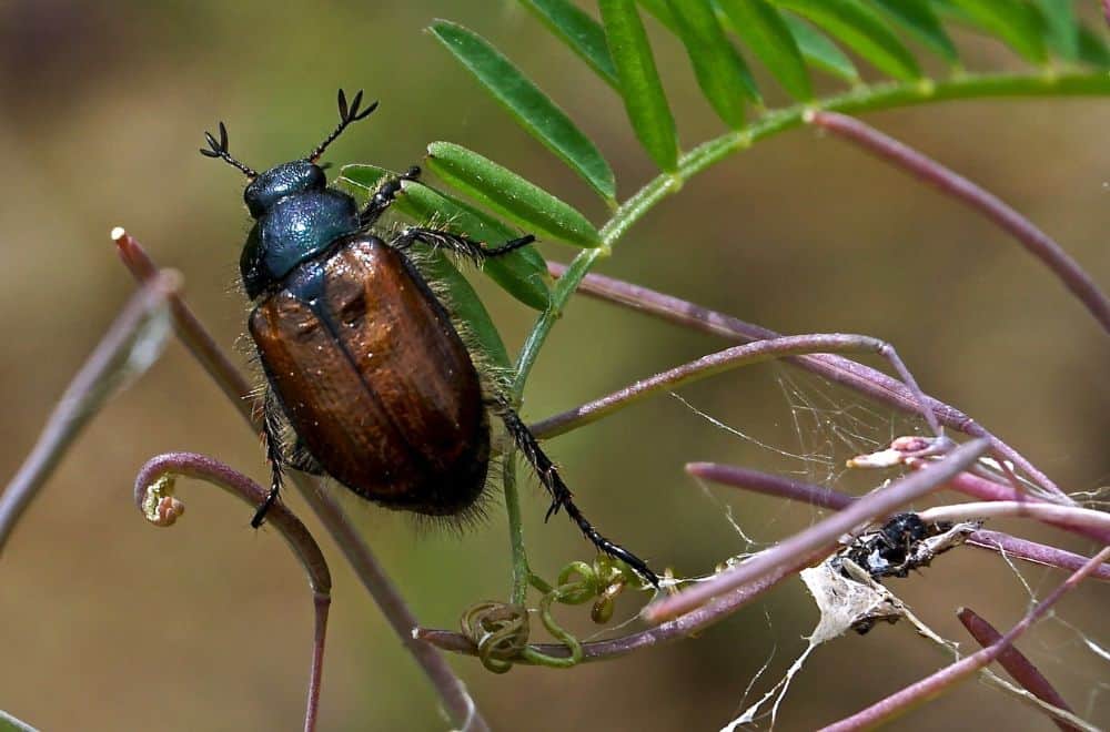 Khapra beetles