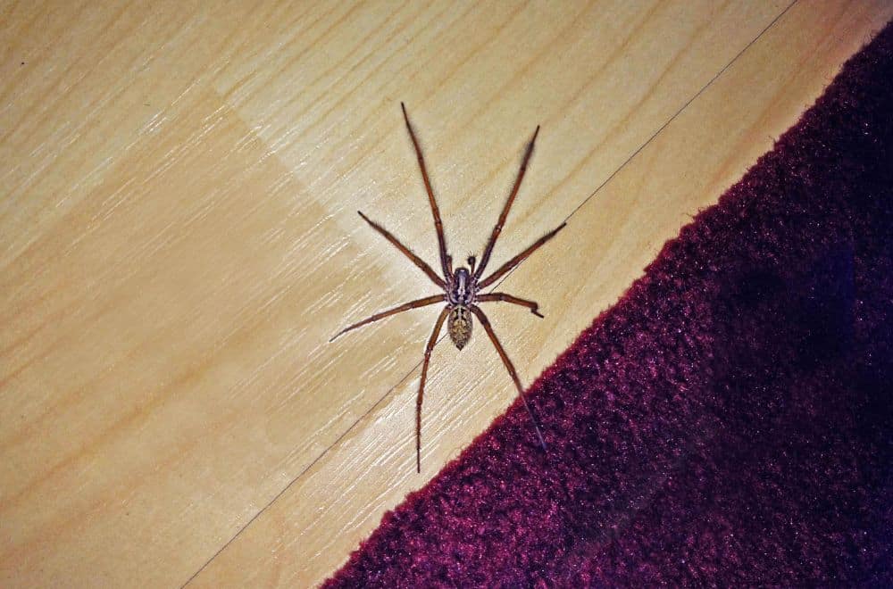 Little Spiders in the Bed? (How to Get Rid of Them)