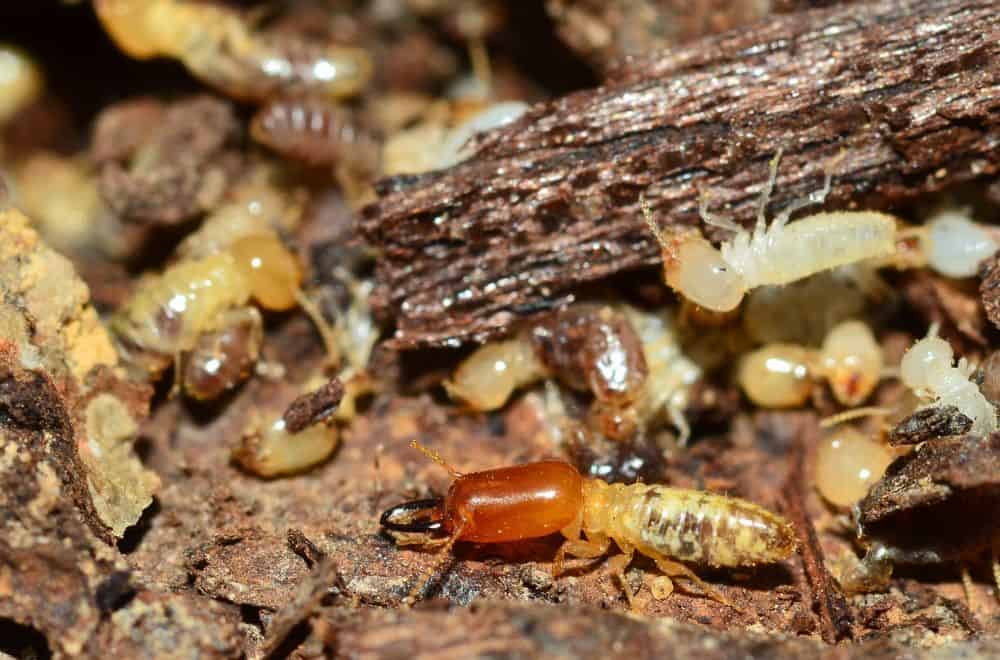 Meet the Monarchs of the Termite World