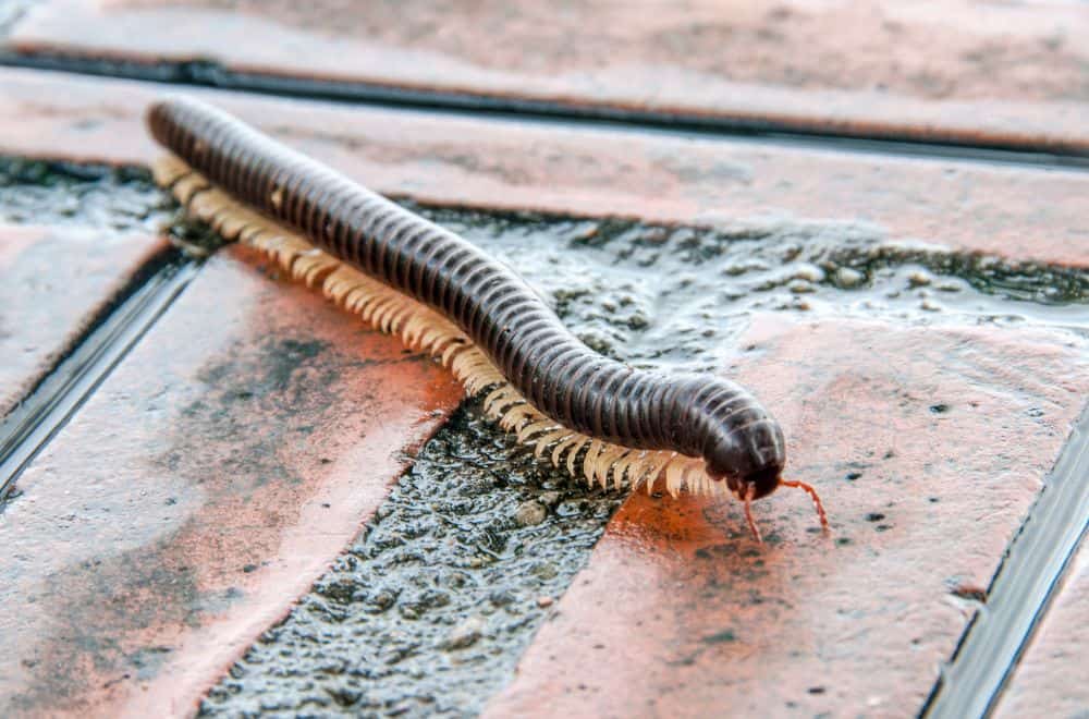 Most Dangerous Centipedes – an overview