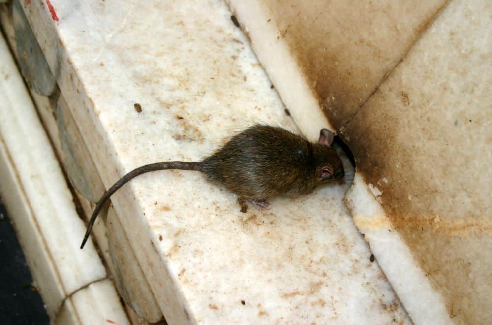 Other Signs Of Rats In The House