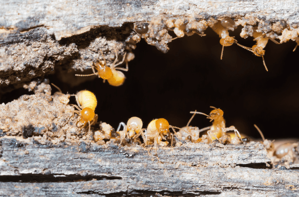 Other termite types
