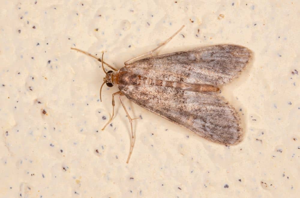 Pantry moths (Indian meal moths)