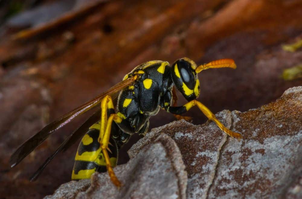 Preventing Wasps from Re-entering Your Loft