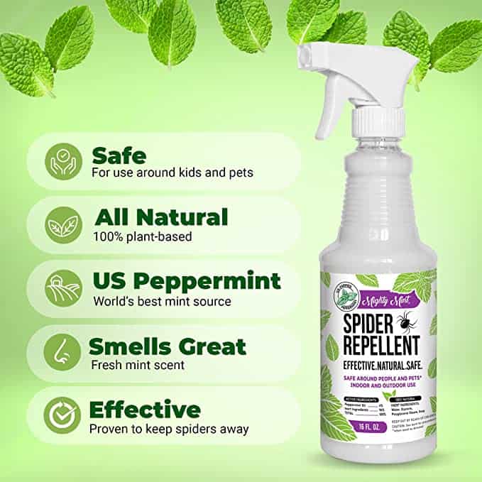 Ready-made natural spider deterrents