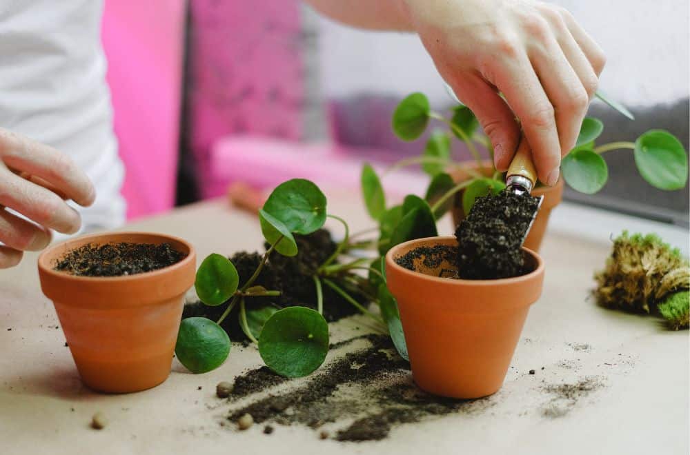 Replace the soil and repot plants