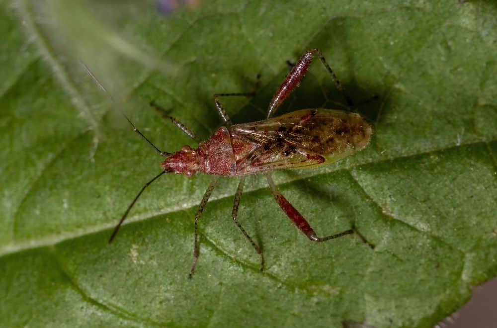 Scentless plant bugs (Red-shouldered bugs)