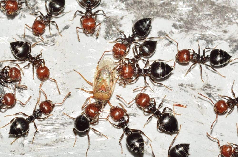 So do ants eat termites