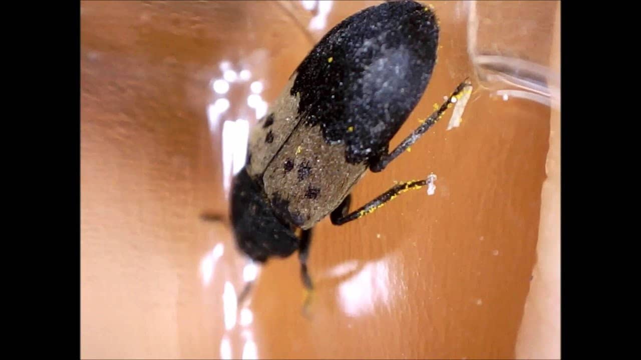 Start spraying your home with pesticide graded for larder beetles