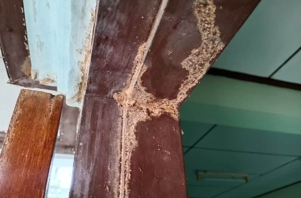 Termite Droppings from the Ceiling? (How to Get Rid of Them)