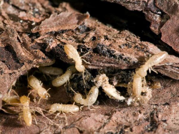 Termites in Florida: Everything You Need to Know