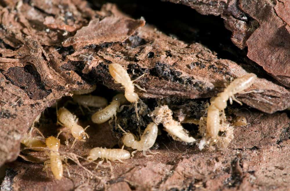 Termites in Florida: Everything You Need to Know