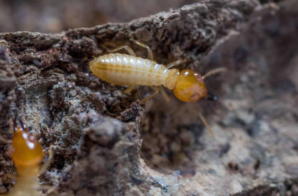 Termites in Florida - How to Identify a Termite
