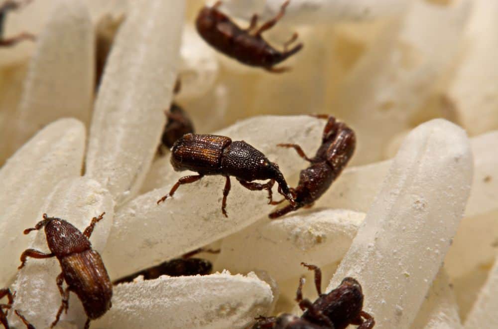 The Lifecycle of Rice Weevils