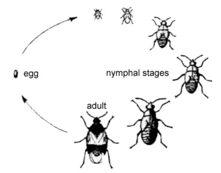The boxelder bug lifecycle