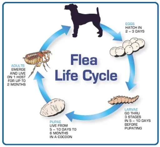 The lifecycle of fleas