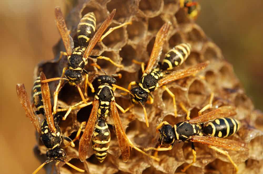 The lifecycle of wasps