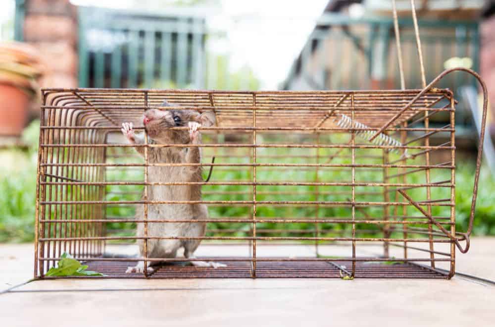 Tips To Get Rid of Rats