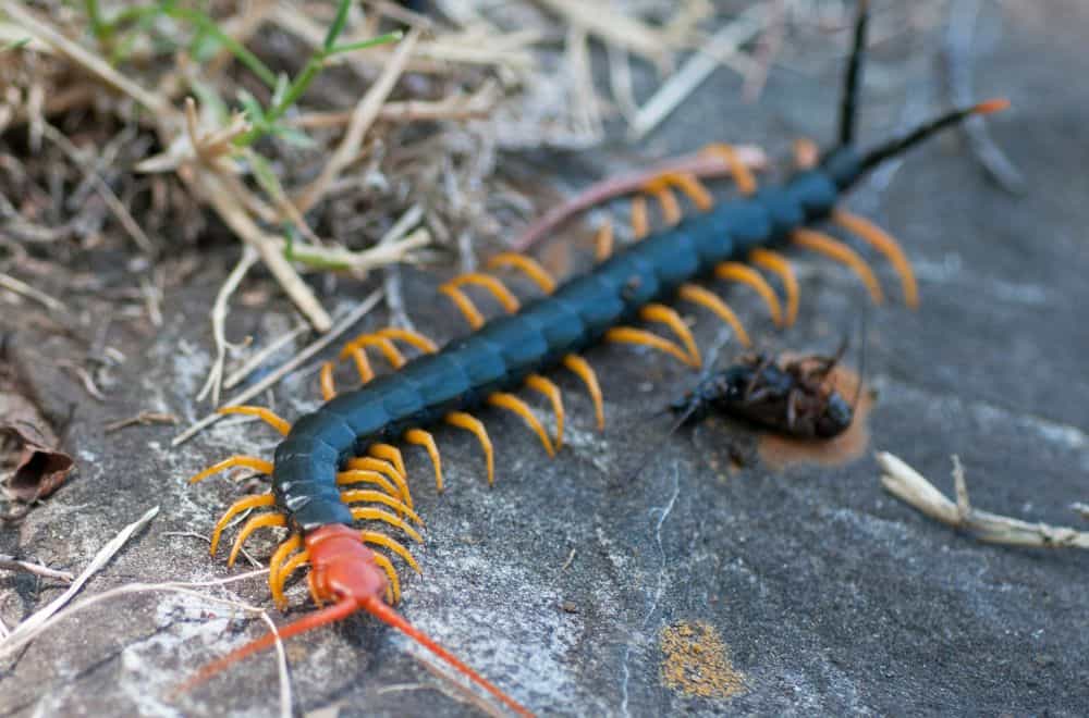 Top 6 Most Dangerous Centipedes in the World (with Pictures)