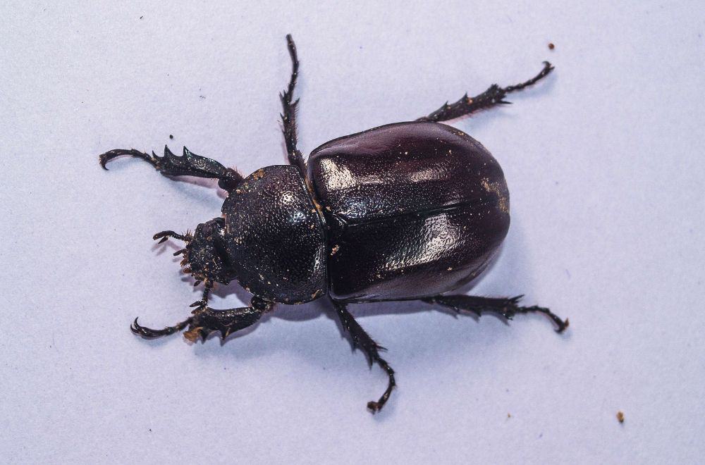 Warehouse beetles