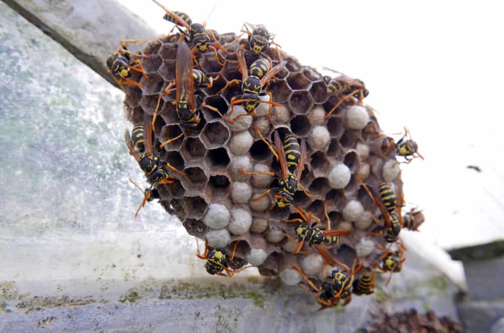 Wasp Nest Identification