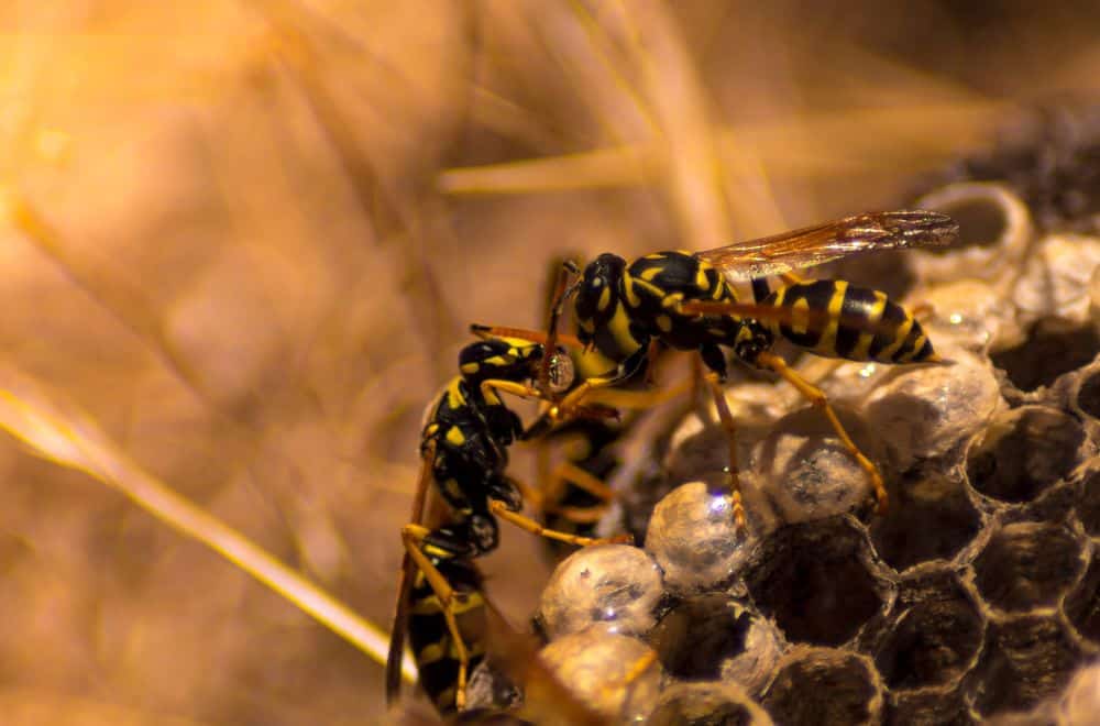Wasps – an introduction