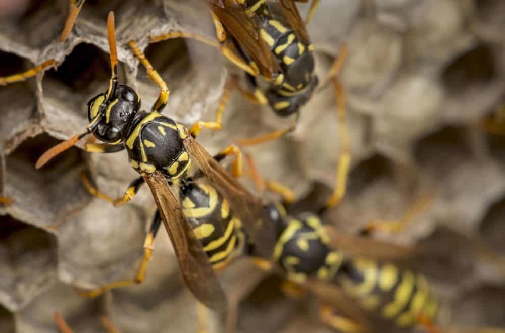 Wasps and hornets, giant black wasps, western yellow jackets