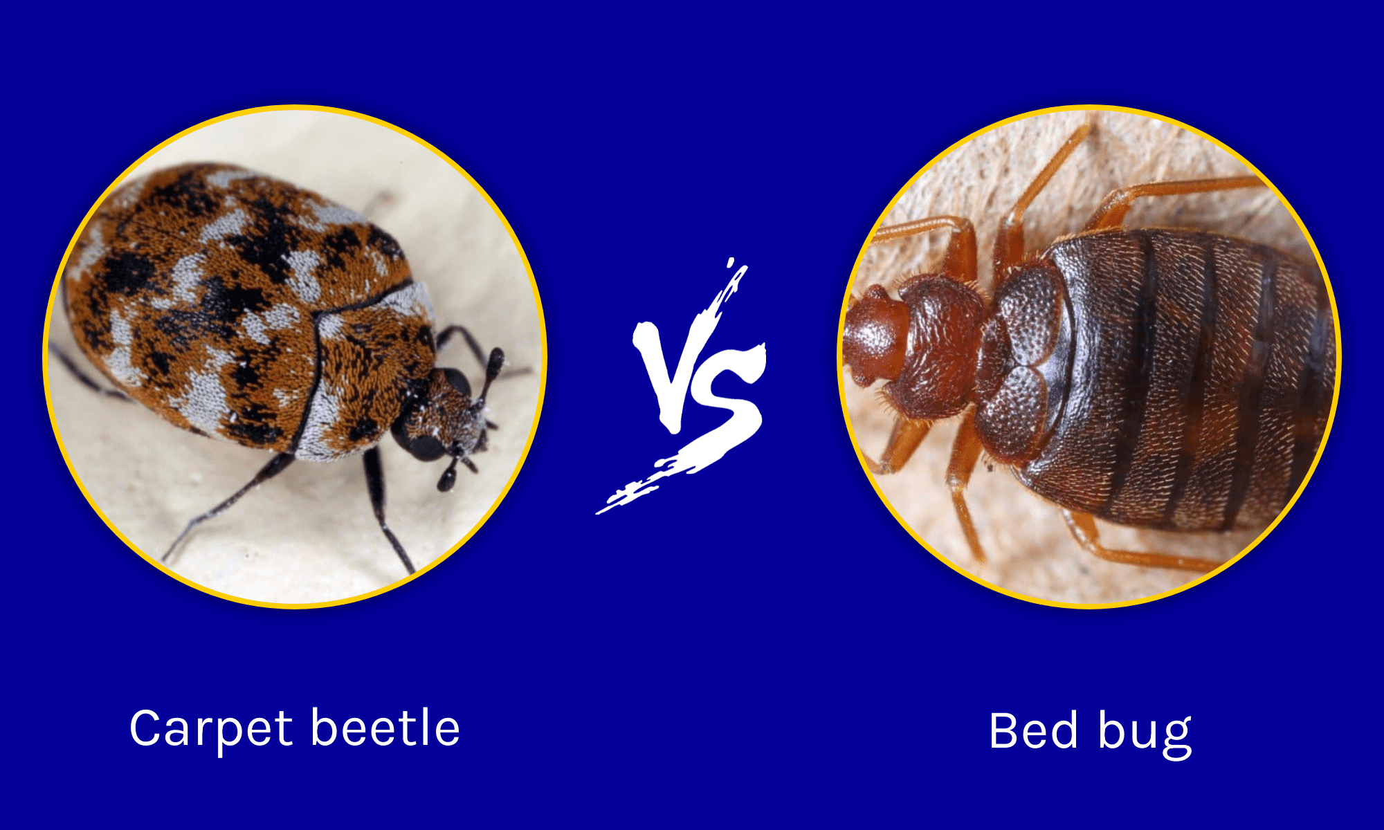 Ways to Differentiate Carpet Beetles and Bed Bugs
