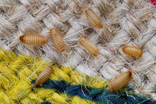 Ways to Eliminate Carpet Beetles and Prevent an Infestation