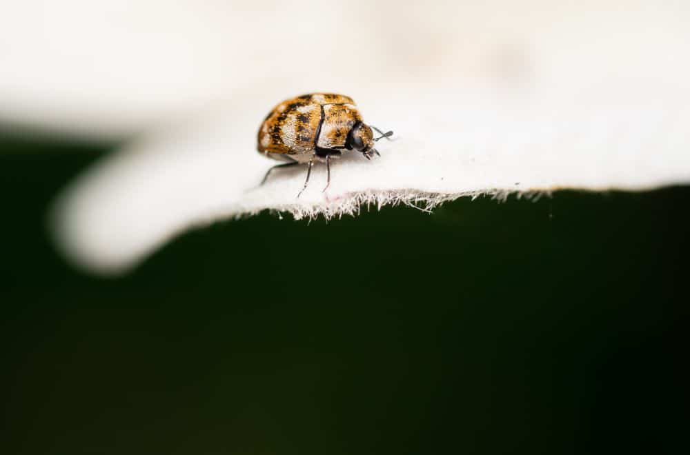Ways to Identify Carpet Beetles and Their Larvae
