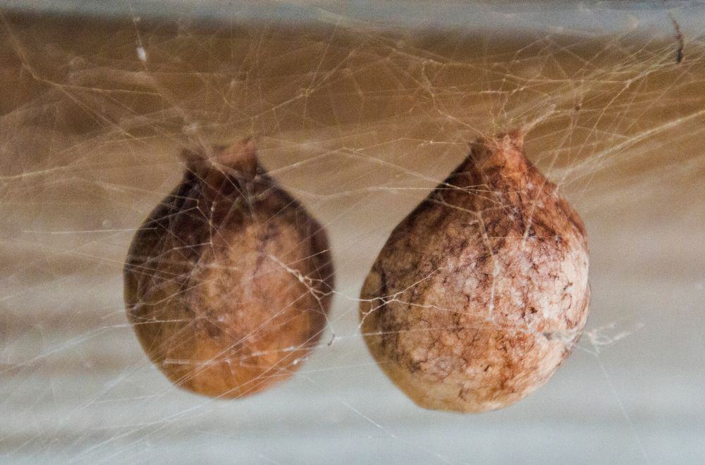 Ways to Identify Spider Nests, Sacs, and Eggs